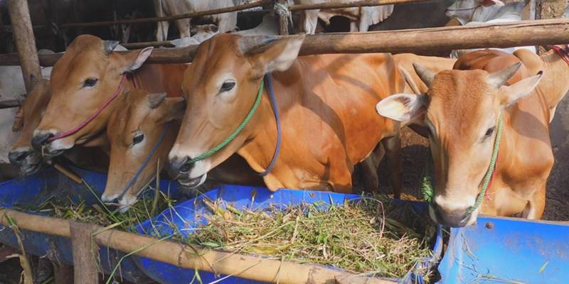 pakan tambahan penguat bobot