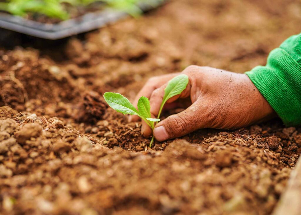 Penggunaan Sabut Kelapa dalam Pertanian