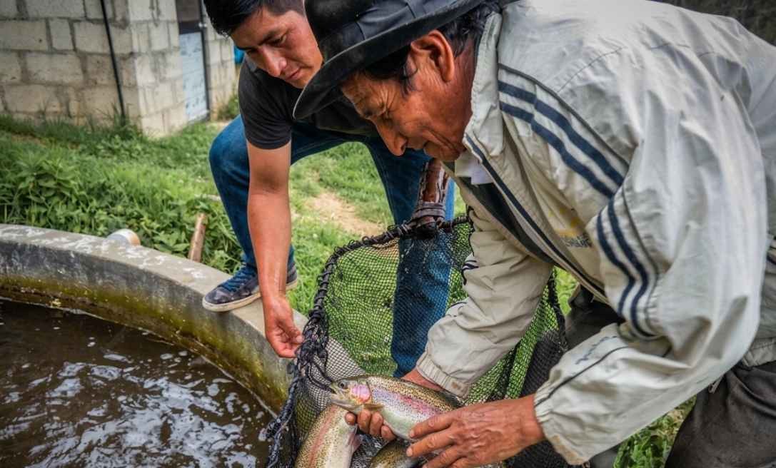 strategi sukses budidaya ikan