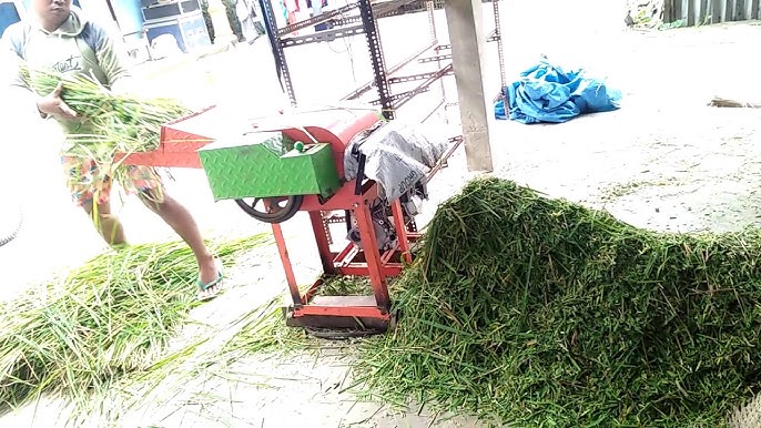 Perbedaan Mencacah Rumput Gajah Manual dan Mesin