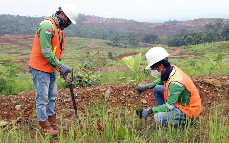 Pemeliharaan tanaman di lahan bekas tambang