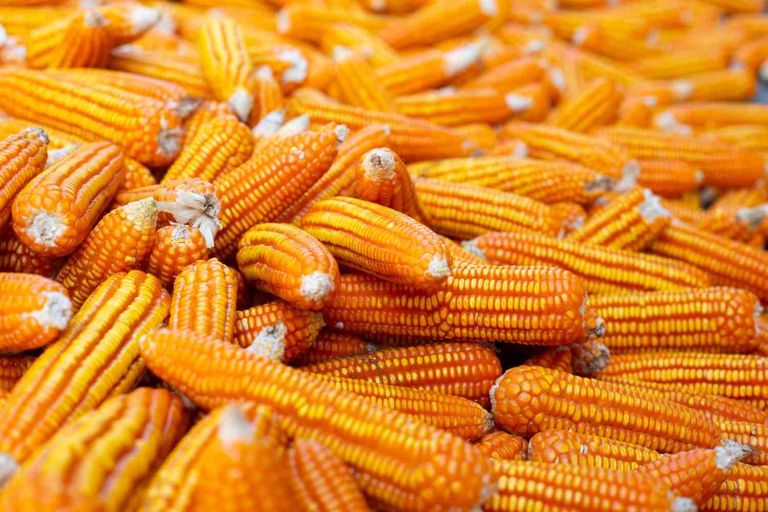 masalah petani saat mengolah jagung