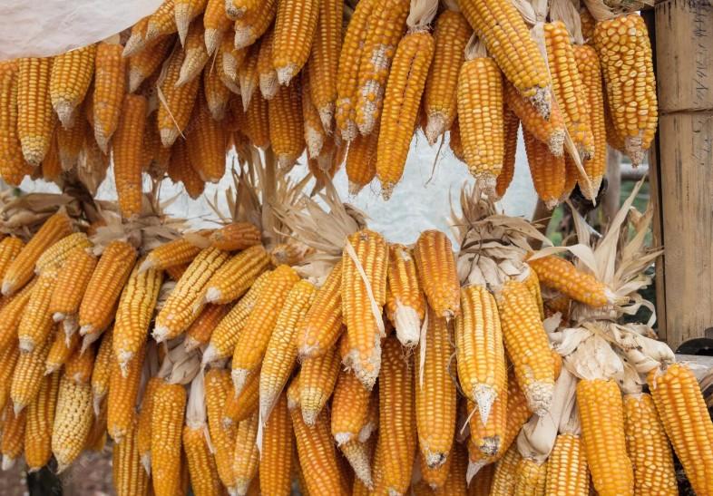 mengolah jagung lebih cepat
