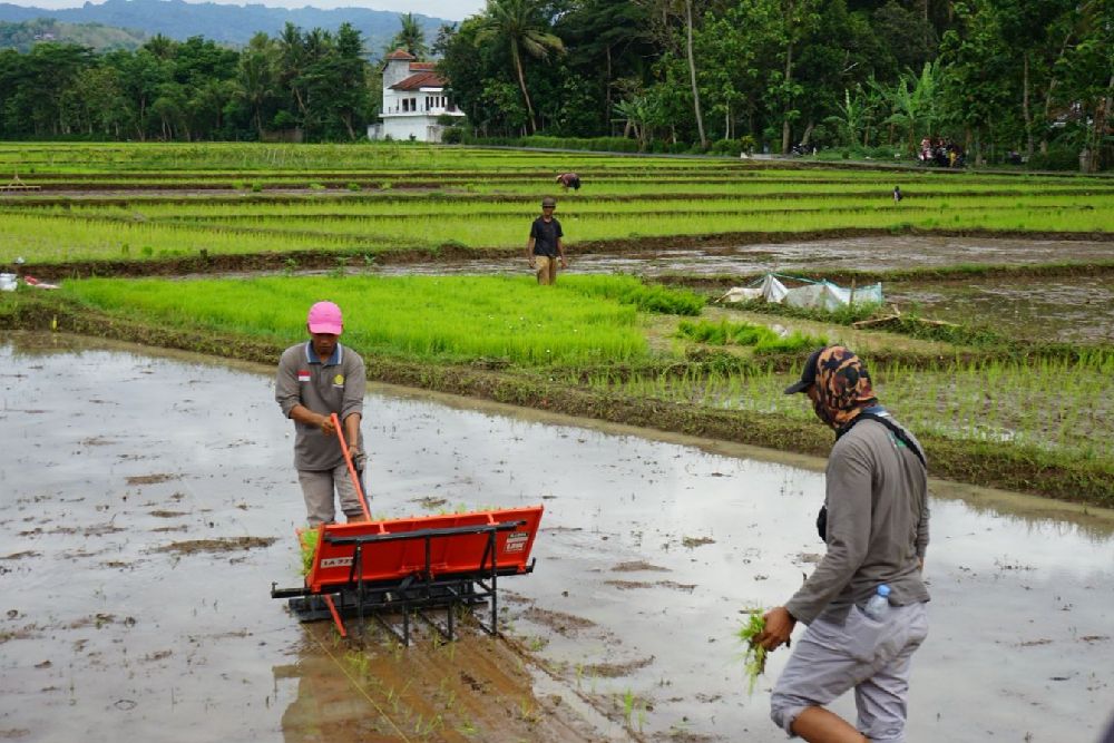 cara menggunakan alat tanam padi manual