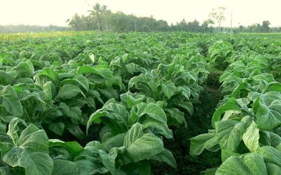 Tips Menjaga Kualitas Daun Tembakau