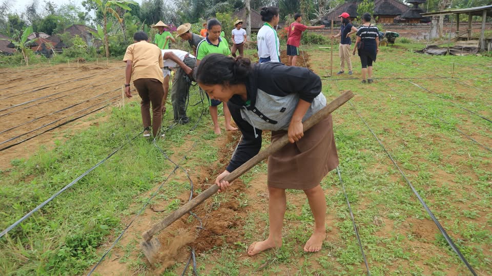 teknik menggemburkan tanah kebun
