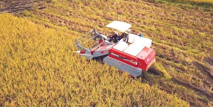 Keunggulan Mekanisasi Panen Padi Modern