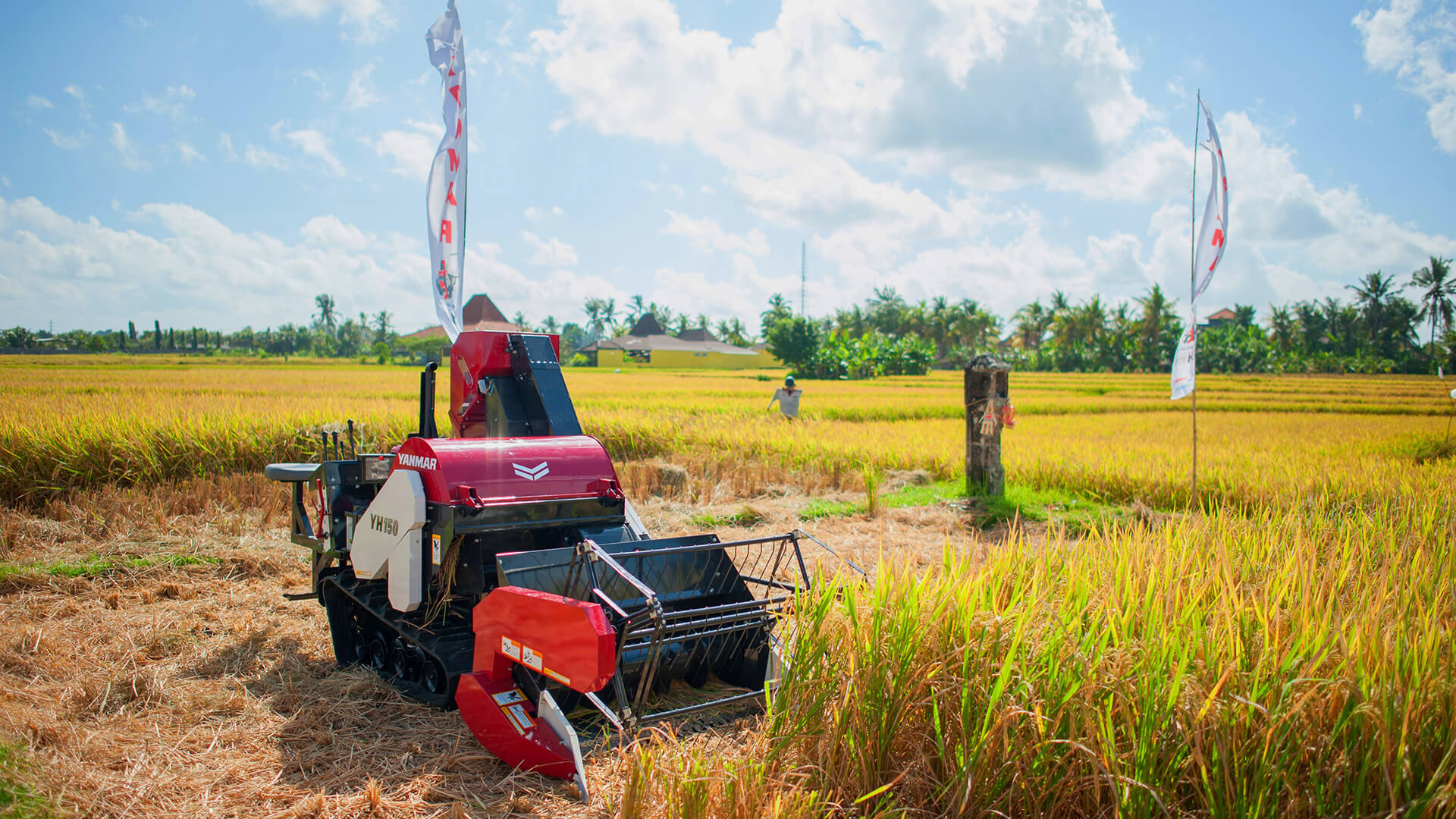 proses panen padi modern