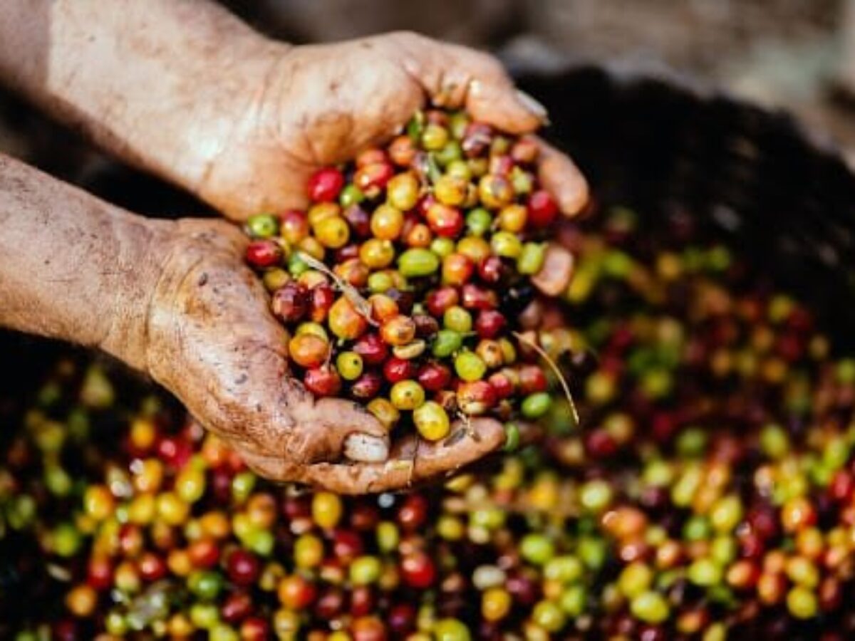 Kendala Petani Kopi di Musim Hujan