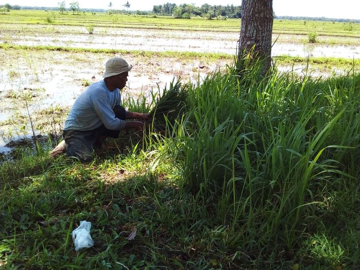 ukuran rumput sebelum proses pencacahan