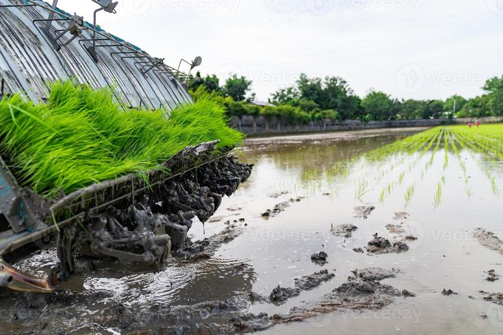 pemeriksaan daya tumbuh benih sebelum semai