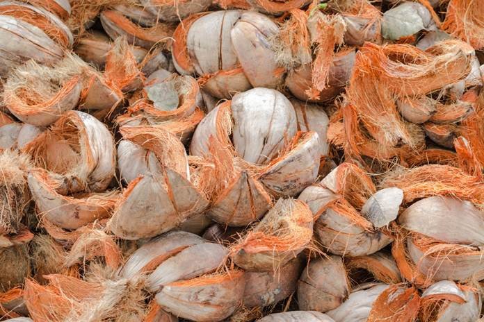Pemanfaatan Sabut Kelapa untuk Hortikultura agar Lebih Produktif