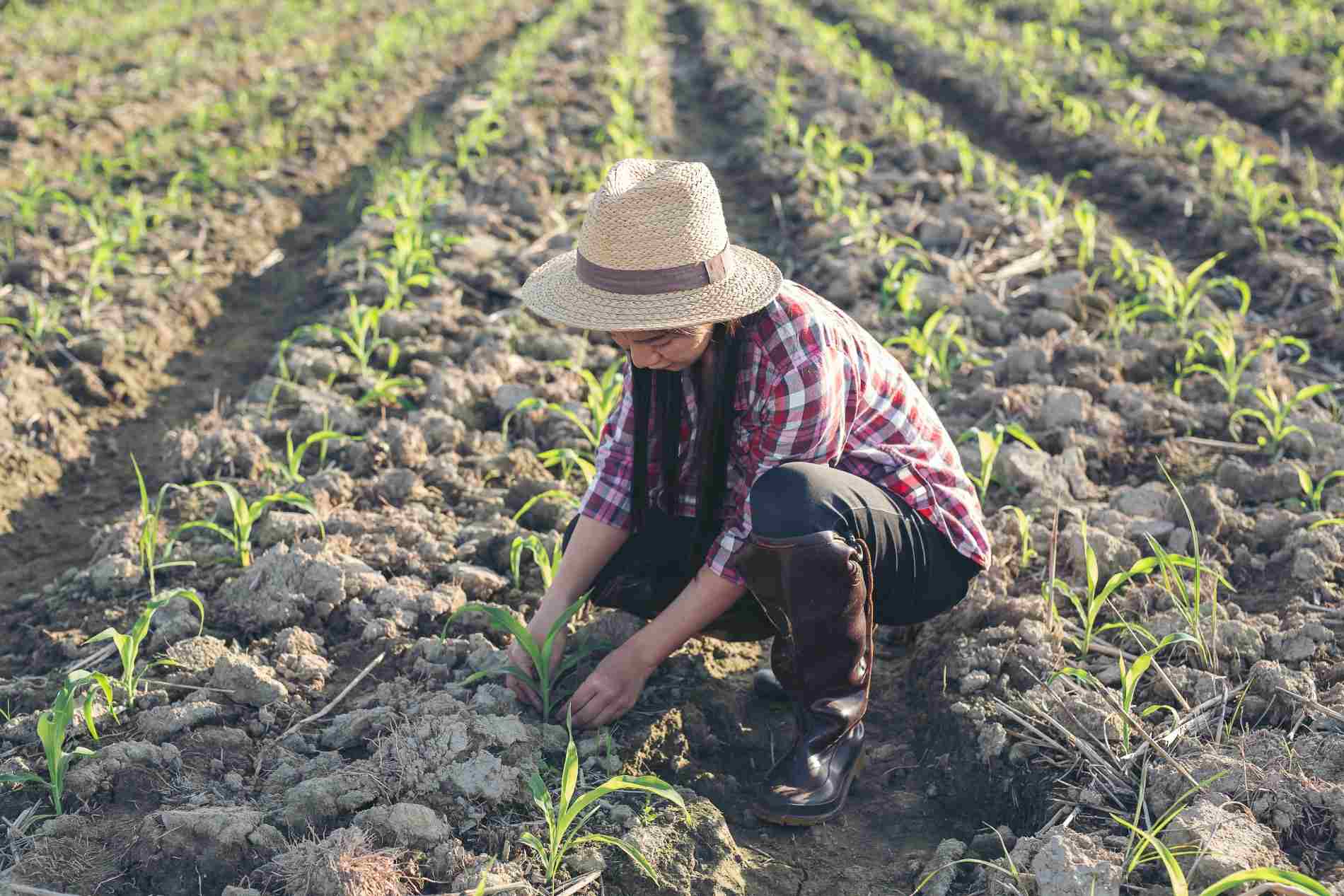 cara mempercepat penggemburan tanah sawah