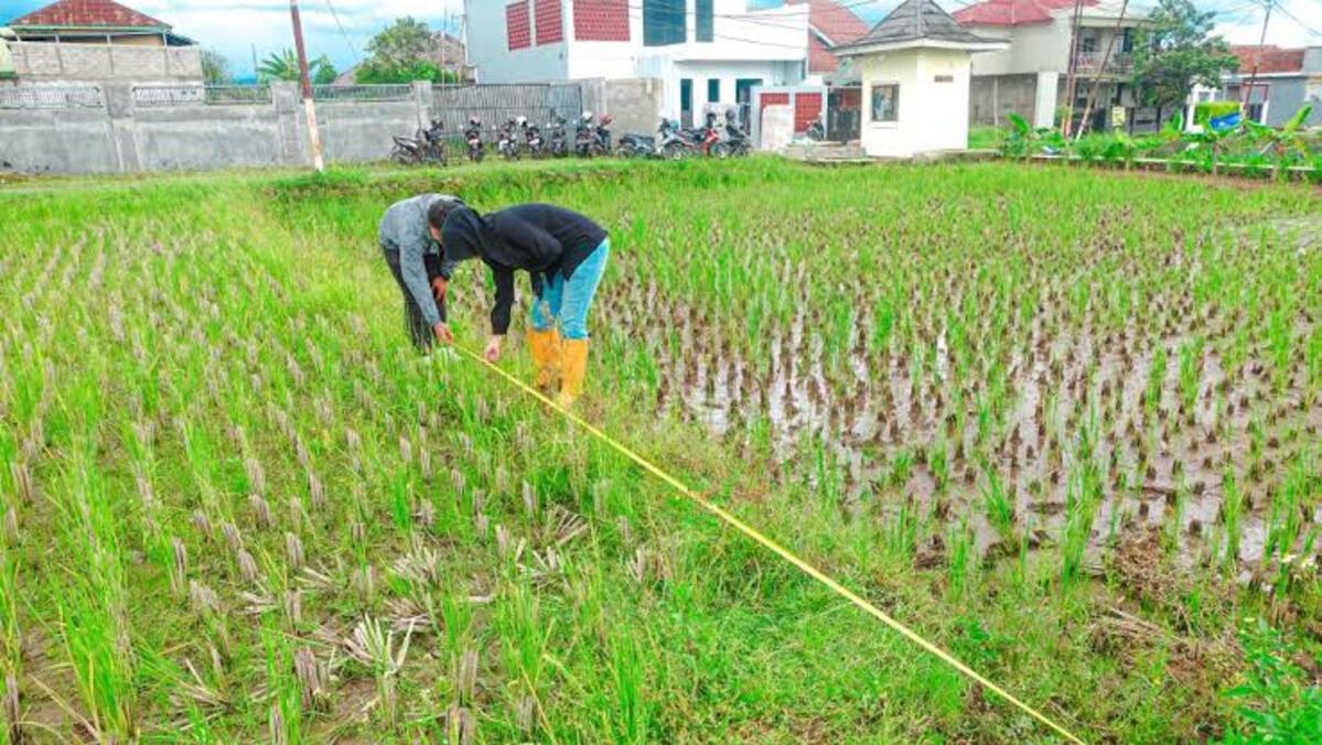 cara menghitung biaya tenaga tanam