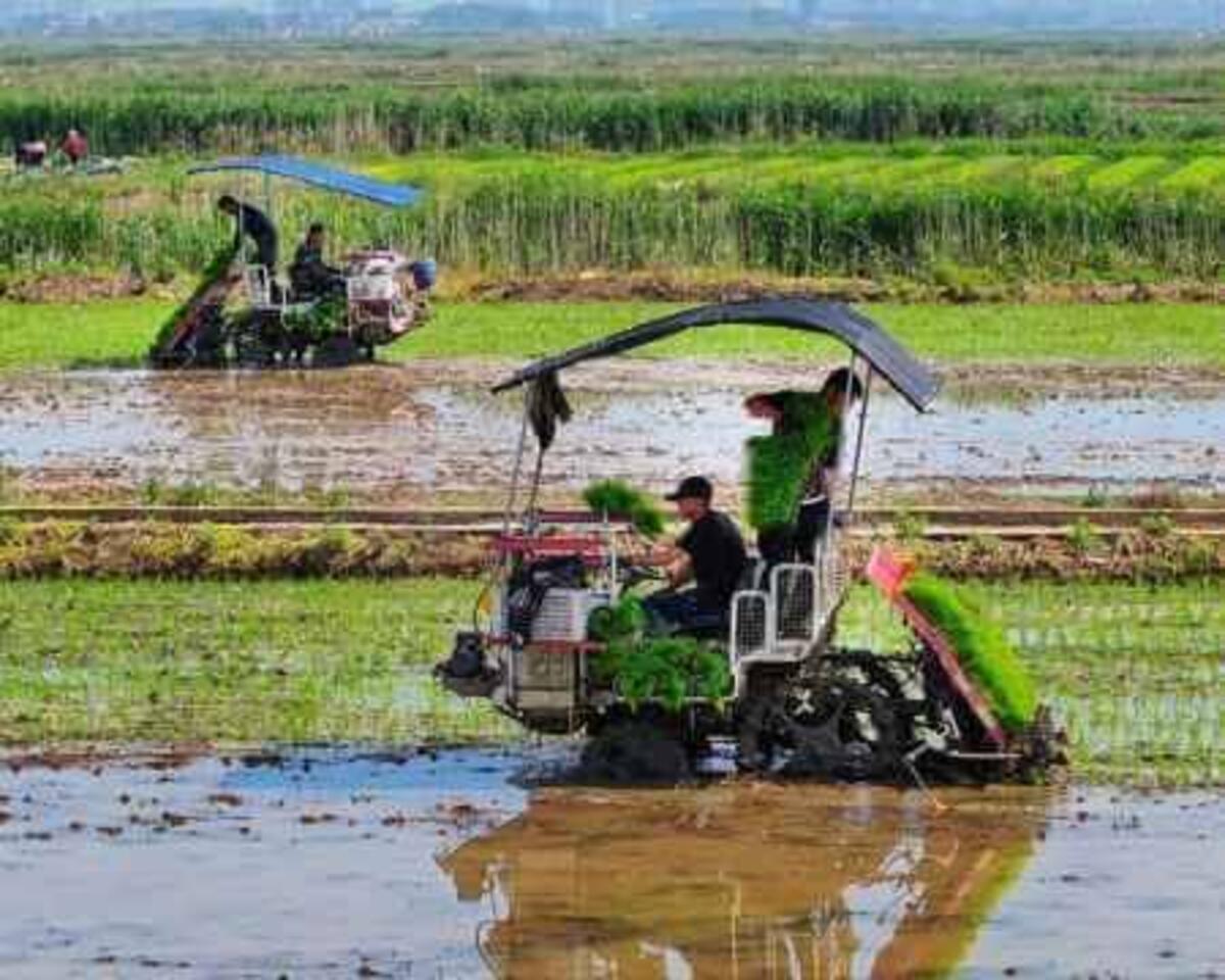 cara memilih mesin tanam sesuai luas lahan