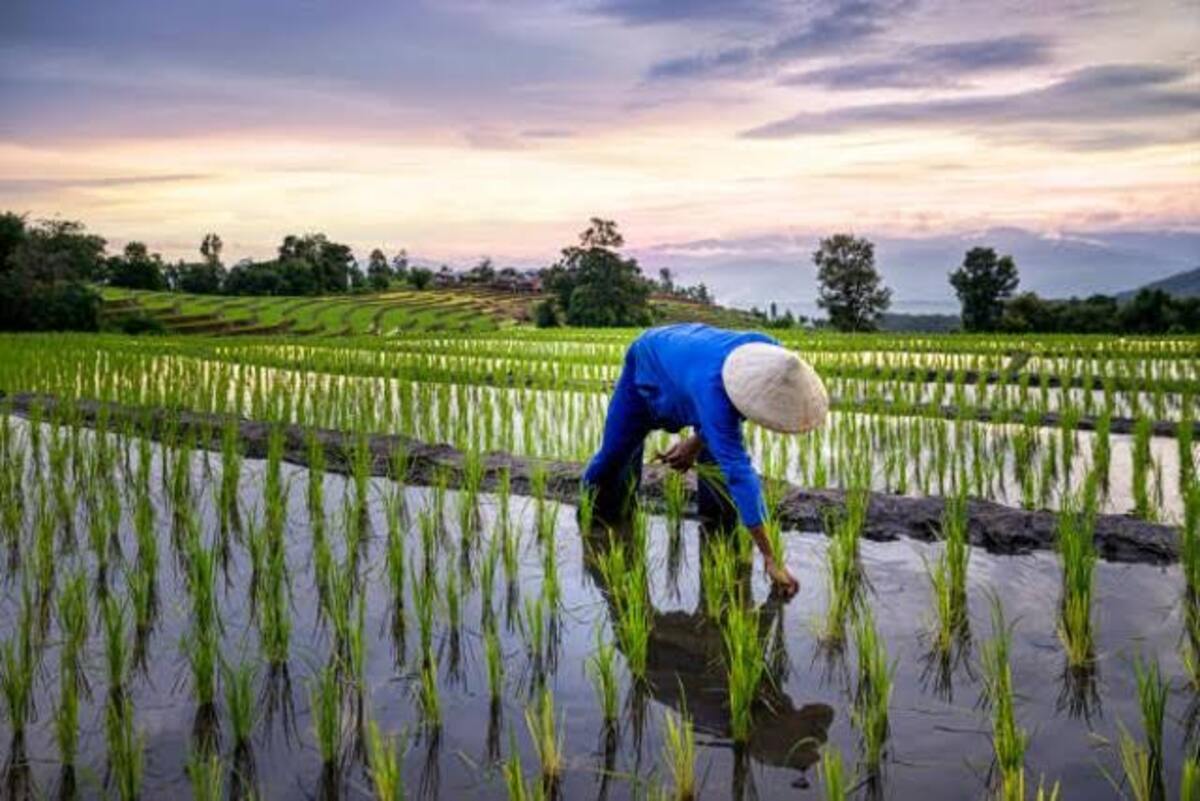 usaha jasa tanam padi saat musim tanam