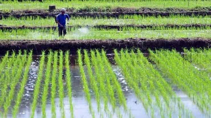 Ketidakseragaman pertumbuhan bibit padi