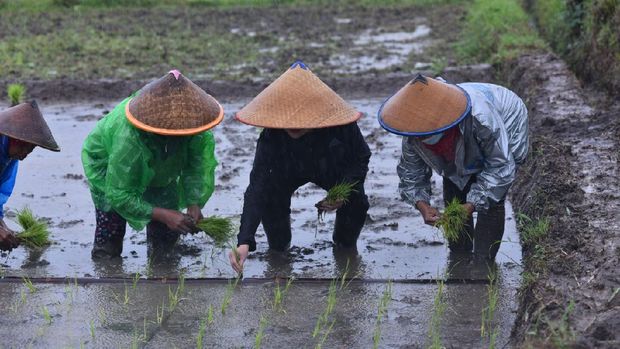 Keterlambatan Tanam Padi di Musim Hujan